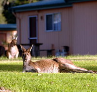Kalgan River Chalets  Caravan Park - Surfers Gold Coast