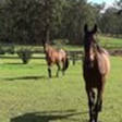 Neds Bed - Surfers Gold Coast 4