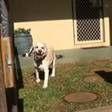 Neds Bed - Surfers Gold Coast 7