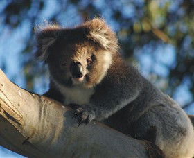 Bimbi Park Camping Under Koalas - Surfers Gold Coast 0