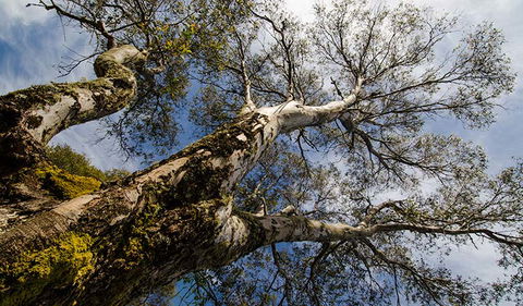 Little Murray Campground - Surfers Gold Coast 2