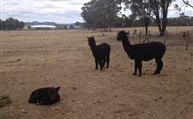 Baidland Hill Cottage - Surfers Gold Coast 1
