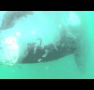 Bower At Broulee - Surfers Gold Coast