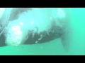 Bower At Broulee - Surfers Gold Coast 0