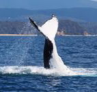 Snug Cove Bed and Breakfast - Surfers Gold Coast