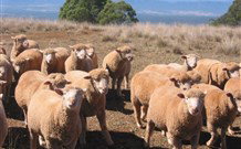 Dairy Flat Farm Holiday - Surfers Gold Coast 3