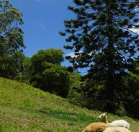 Wattle Gully Retreat - Surfers Gold Coast