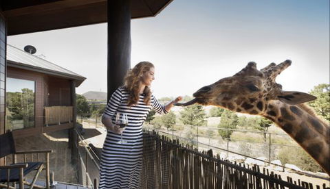 Jamala Wildlife Lodge - Surfers Gold Coast 8
