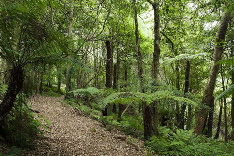 The Jungle Lodge, Blue Mountains Botanic Gardens - Surfers Gold Coast 7