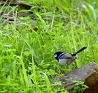 Morialta Bed And Breakfast - Surfers Gold Coast