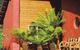 Whispering Spirit Cottage & Miniature Pony Stud - thumb 0