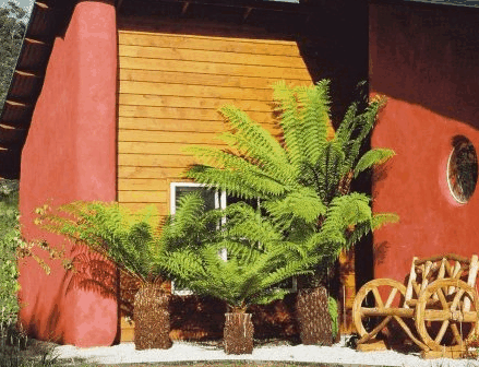 Whispering Spirit Cottage & Miniature Pony Stud - Surfers Gold Coast 0