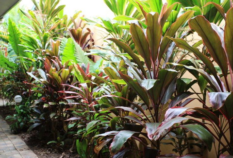 Best Western Lazy Lizard Motor Inn - Surfers Gold Coast 9