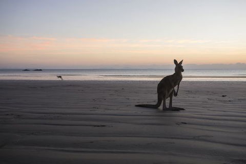 Cape Hillsborough National Park Camping Ground - Surfers Gold Coast 2