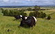 Clifden Cottage - thumb 6