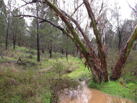 Beetaloo Grove - Surfers Gold Coast 2