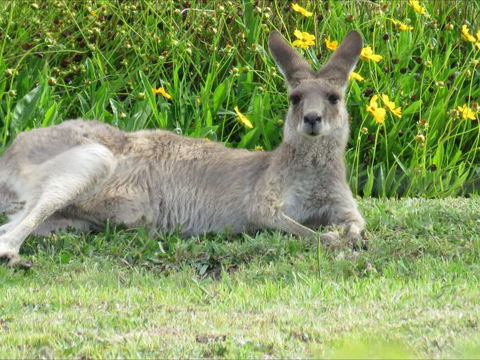 Grovely House Bed And Breakfast - Surfers Gold Coast 9