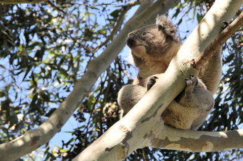 Harmony At Tower Hill - Surfers Gold Coast 7