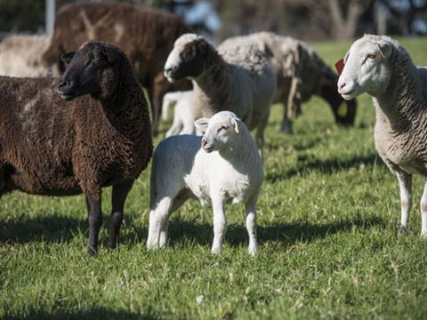 Jamberoo Valley Farm - Surfers Gold Coast 4