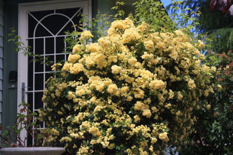 Katoomba Green Gables - Surfers Gold Coast 2