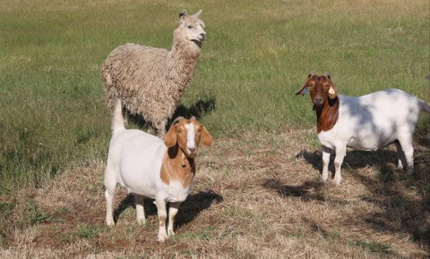 L'Oliveraie - Surfers Gold Coast 9