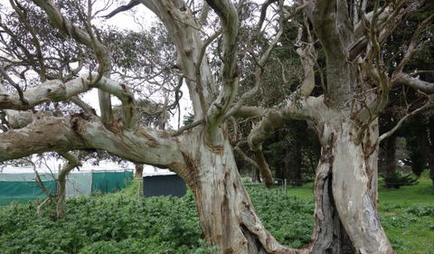 Morella Farm Stay - Surfers Gold Coast 10