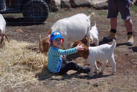 Yalooka Farm - Surfers Gold Coast 3