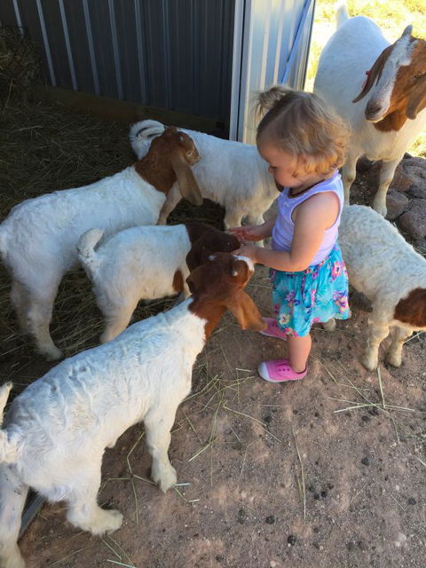 Yalooka Farm - Surfers Gold Coast 7