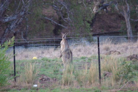 Yalooka Farm - Surfers Gold Coast 9