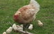Eden Orchard And Farmstay - thumb 5