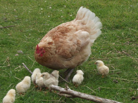Eden Orchard And Farmstay - Surfers Gold Coast 5