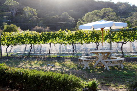 Every Man And His Dog Vineyard - Surfers Gold Coast 1