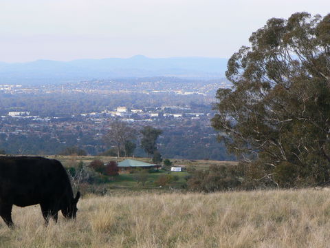 Gaddleen Grove Cottages - Surfers Gold Coast 8