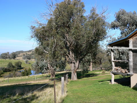 Gaddleen Grove Cottages - Surfers Gold Coast 9