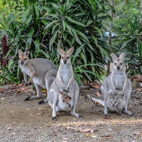 Maleny Country Cottages - Surfers Gold Coast 9