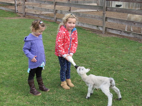 Narnu  Farm (Farm Stay/ School Camp) - Surfers Gold Coast 4