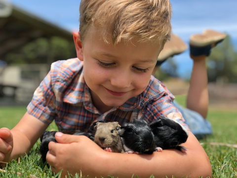 Narnu  Farm (Farm Stay/ School Camp) - Surfers Gold Coast 5