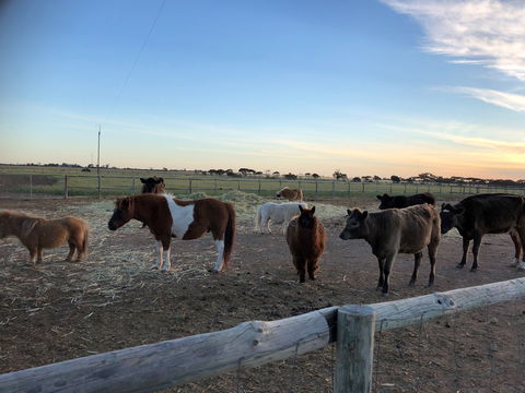 Tarnasey Farm - Schilling's Shack - Surfers Gold Coast 3