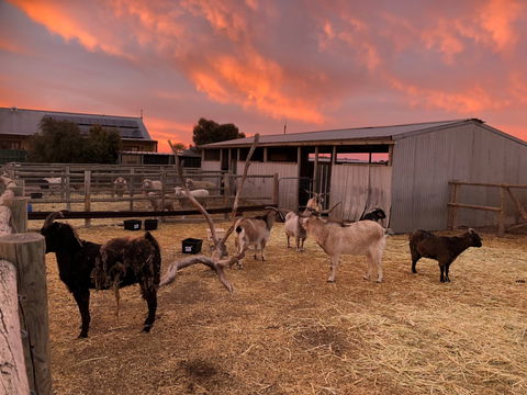 Tarnasey Farm - Schilling's Shack - Surfers Gold Coast 4