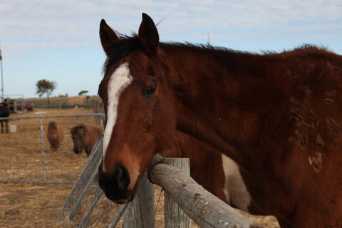Tarnasey Farm - Schilling's Shack - Surfers Gold Coast 5