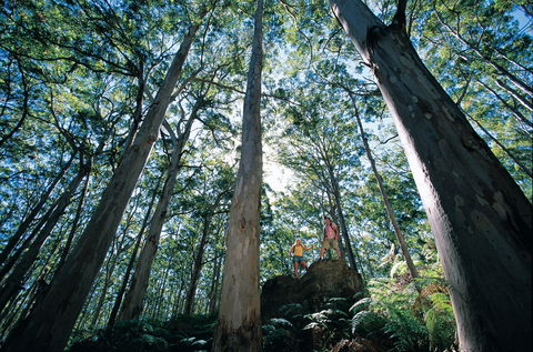 Boranup Camp At Leeuwin-Naturaliste National Park - Surfers Gold Coast 1