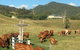 Farringdon Homestead - thumb 0