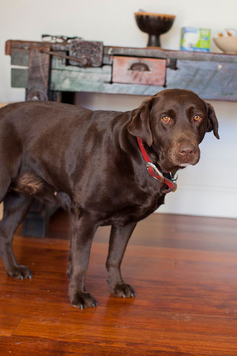 Lone Pine Homestead - Surfers Gold Coast 8