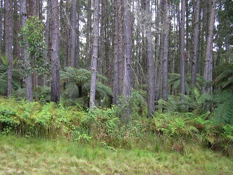 Daisy Plains Huts - Surfers Gold Coast 1