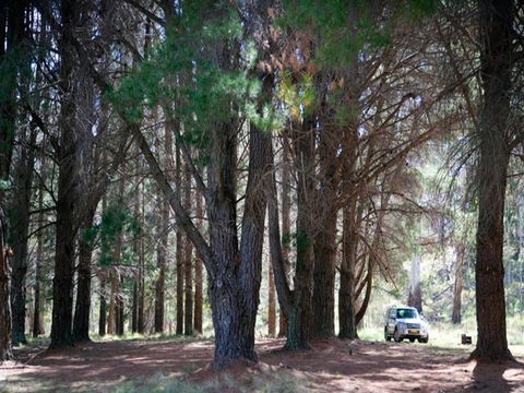 The Pines Campground - Surfers Gold Coast 1