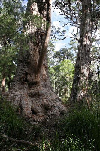 Valley Of The Giants Cottage - Surfers Gold Coast 0