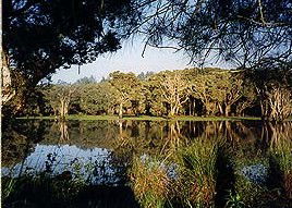 Bush Haven - Surfers Gold Coast 3