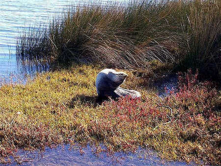 Australind Tourist Park - Surfers Gold Coast 2