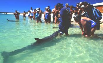Shark Bay Caravan Park - Surfers Gold Coast 1