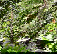 Daintree Ecolodge - Surfers Gold Coast